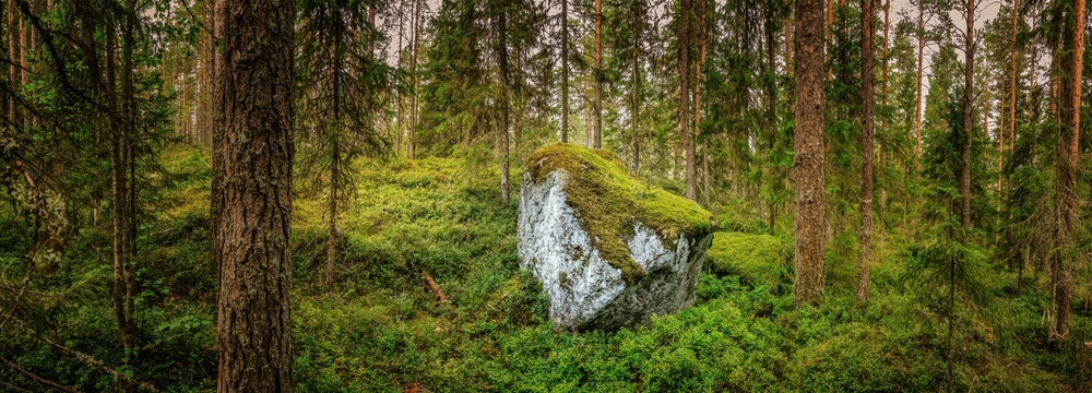 Kámen v lese